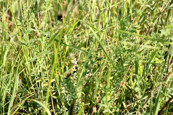 Lotta tra Coluber viridiflavus - Hierophis viridiflavus